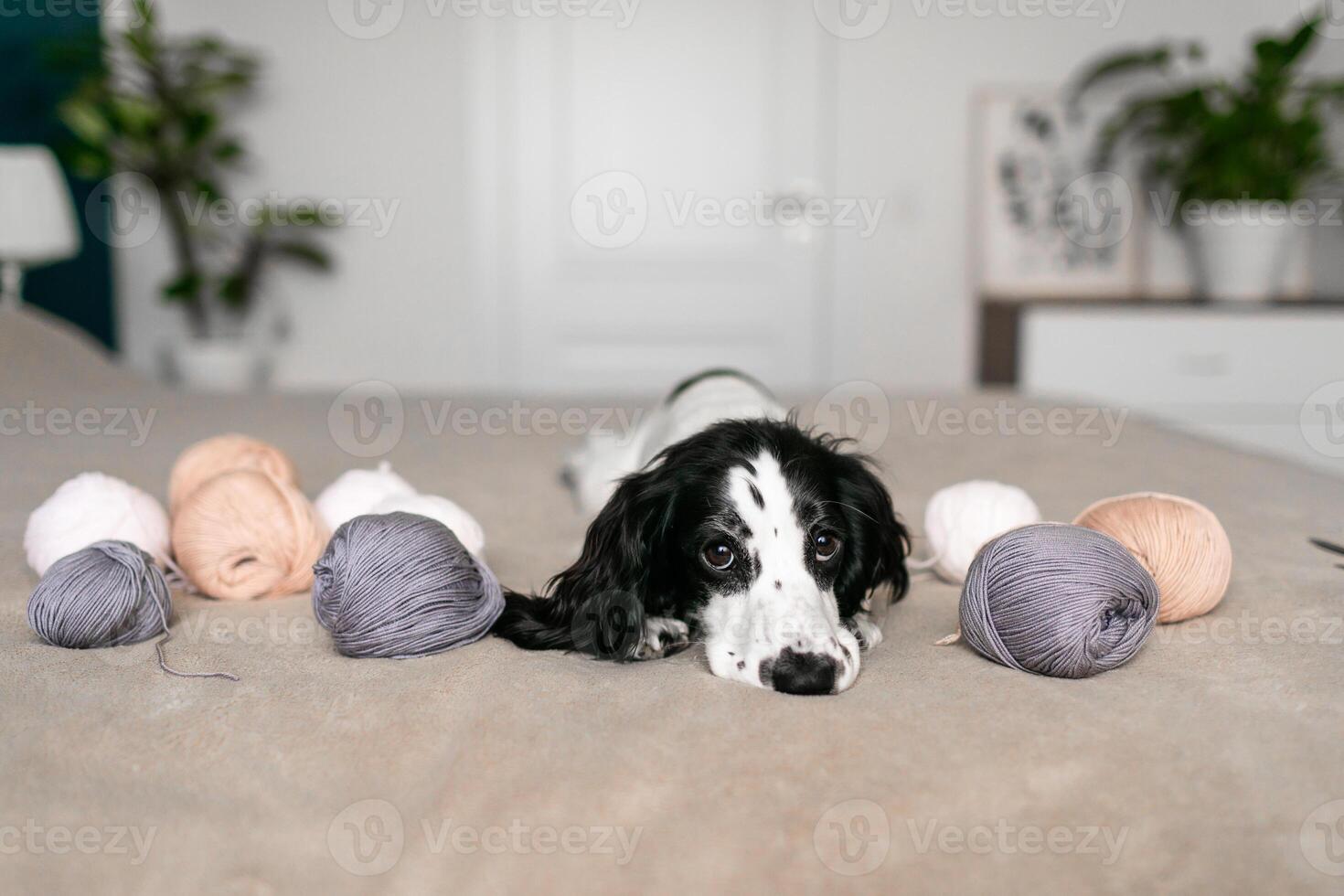 Endearing Spaniel Puppy Entertains Itself with Woolen Balls on Bedspread photo