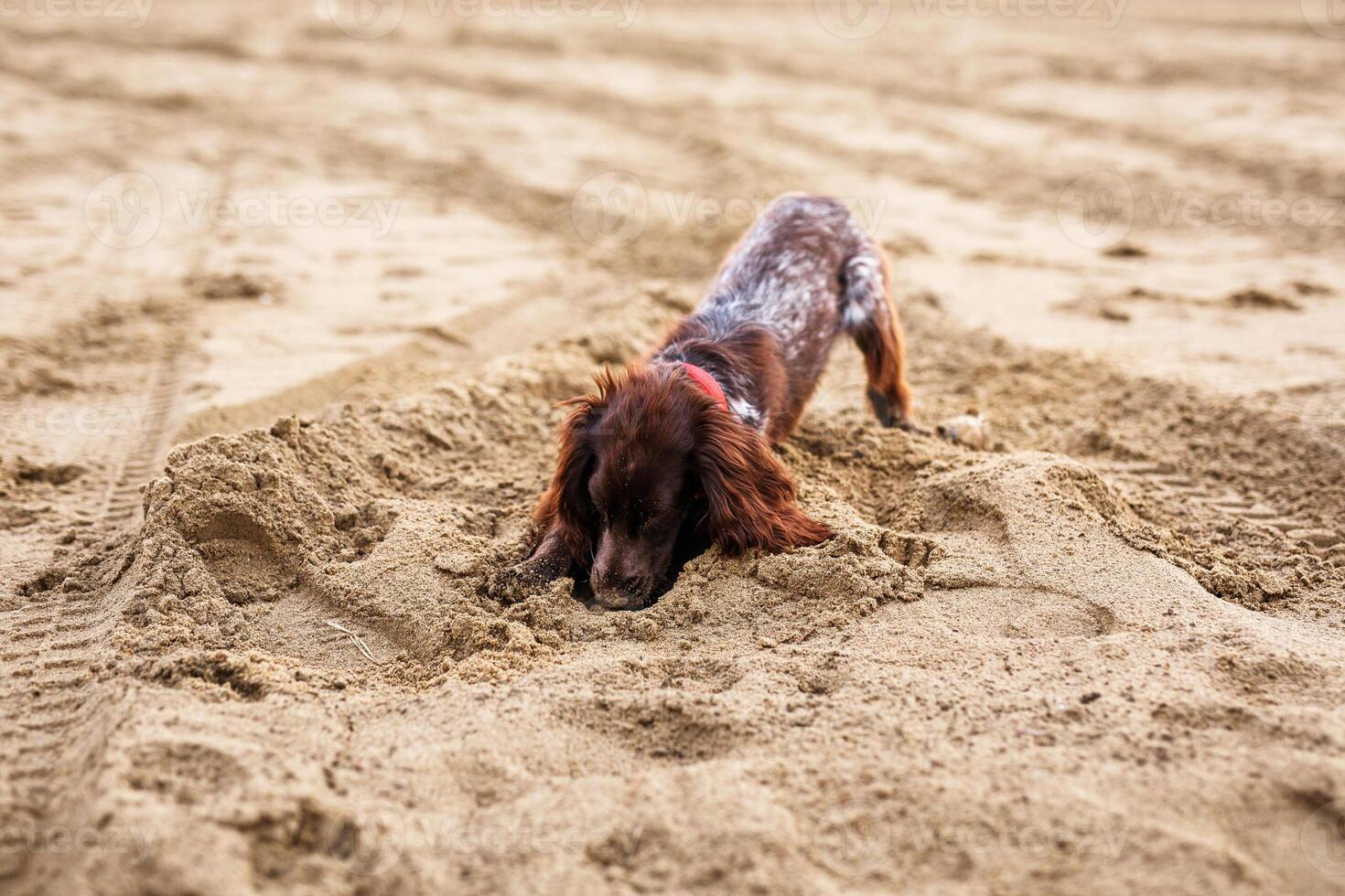 Brown Springer Spaniel Enjoying Playtime on Riverbank photo