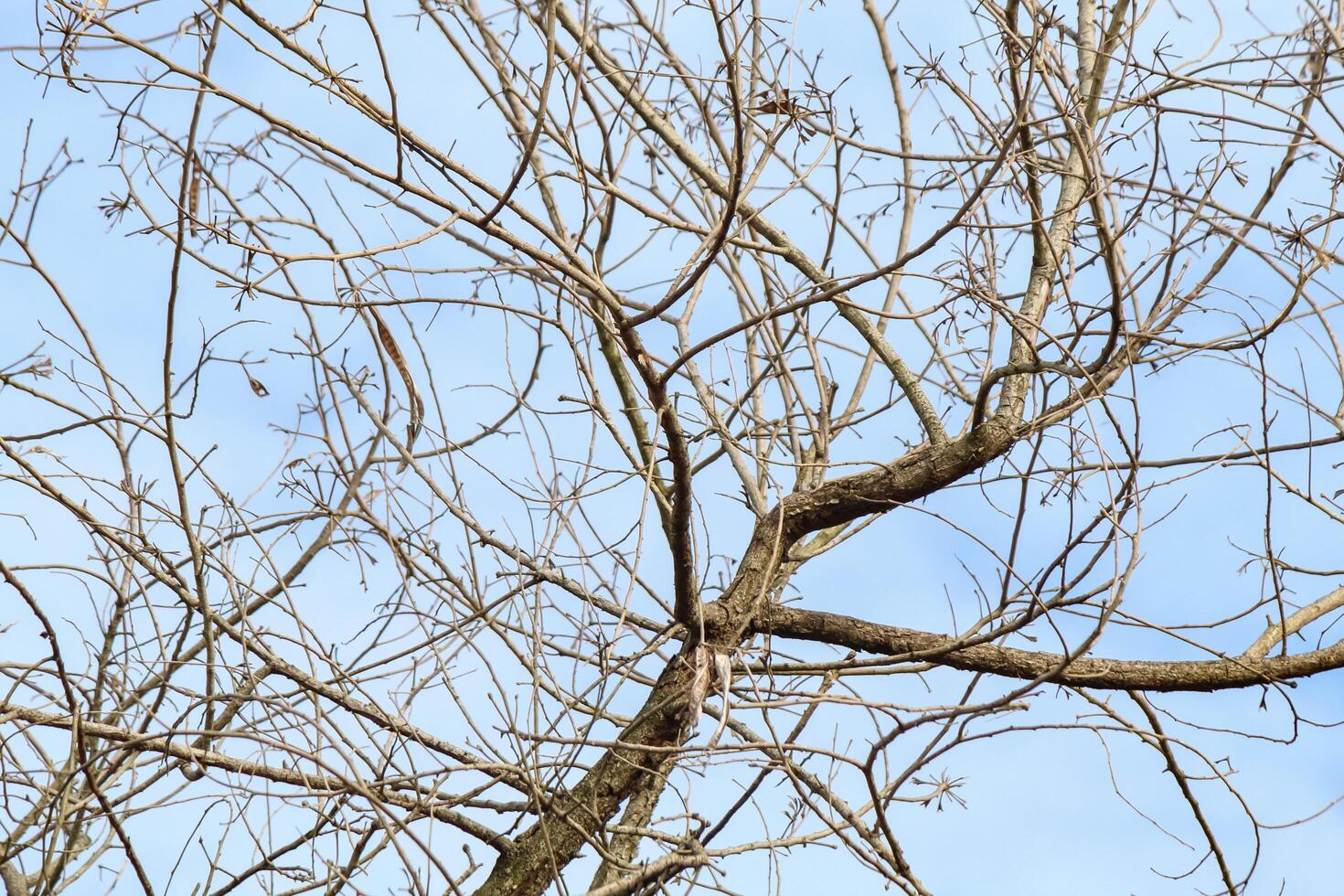 Tree branches and twigs, cloudy sky background photo