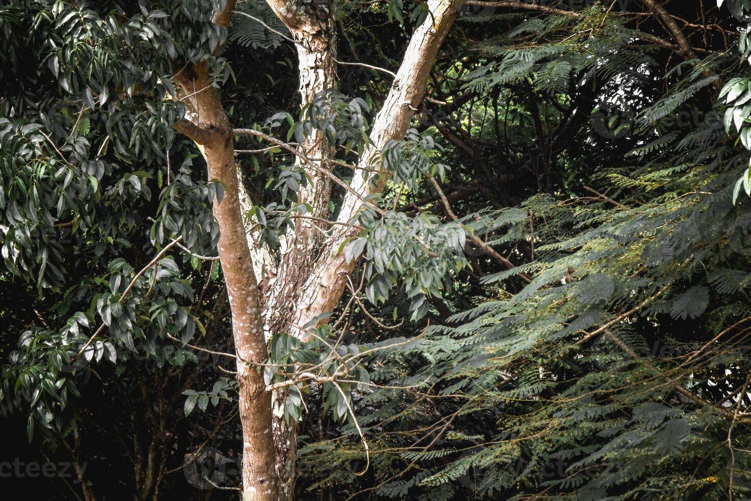 Branches and twigs of shady trees photo