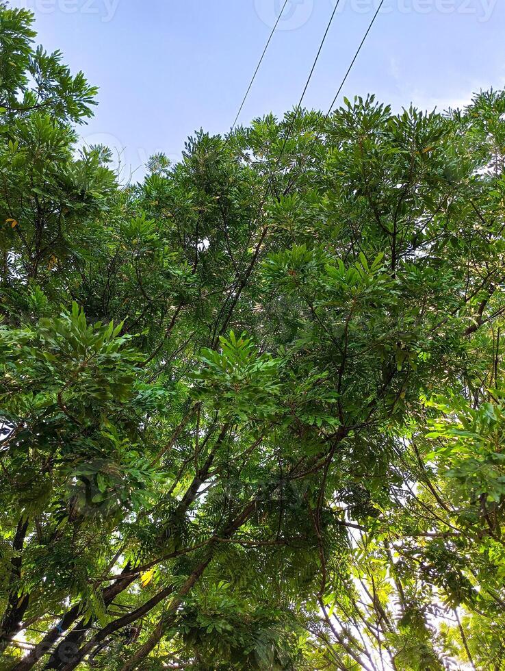Lush green plants with sky background photo