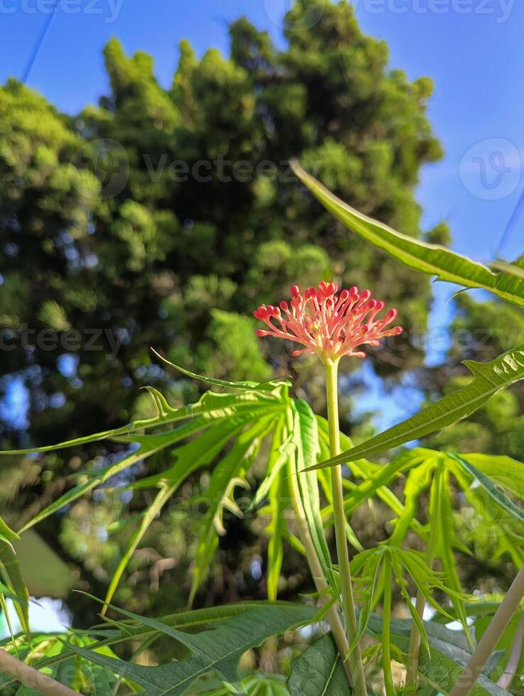 Tintir castor plant, the sap is used as wound medicine photo