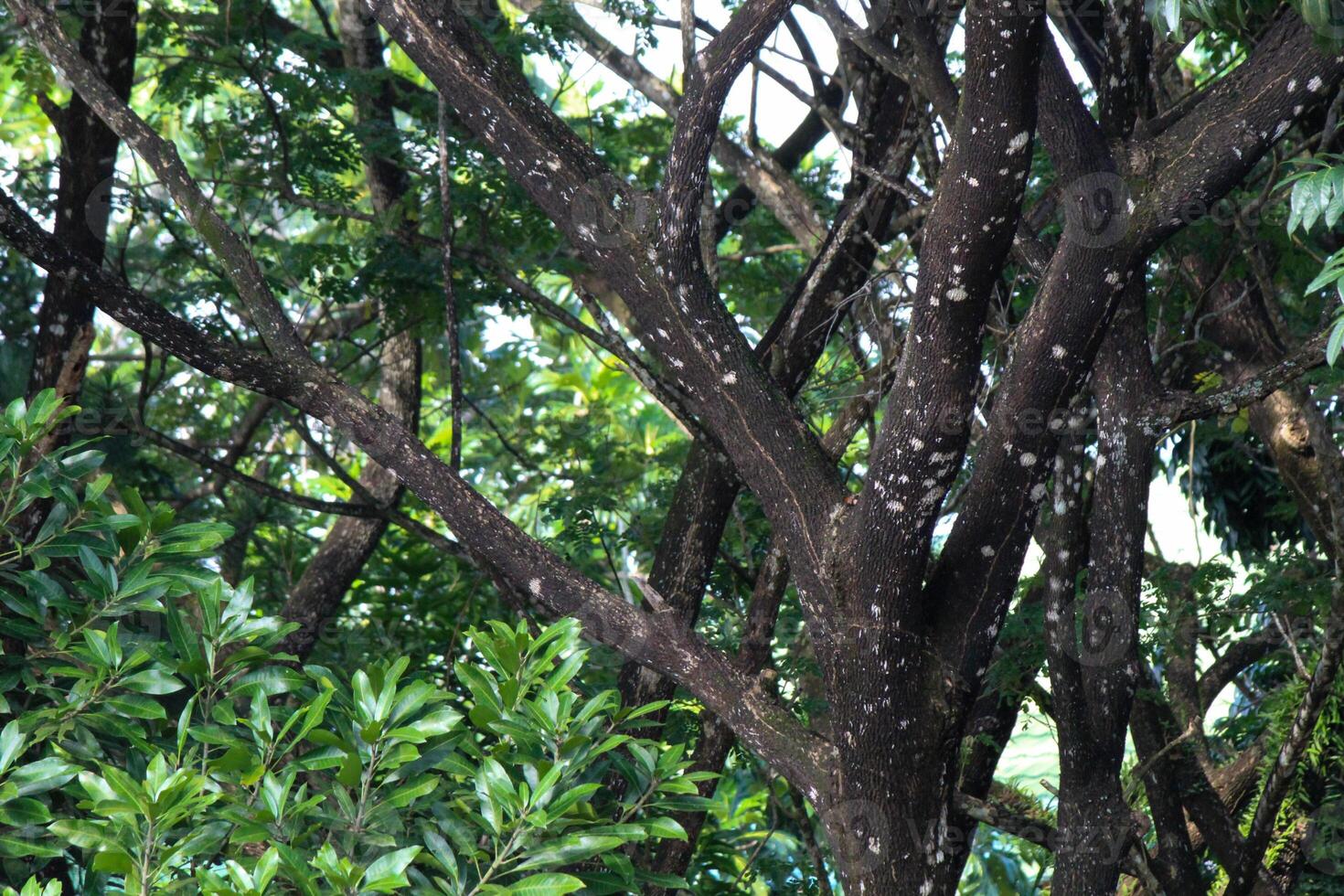 Branches and twigs of shady trees photo