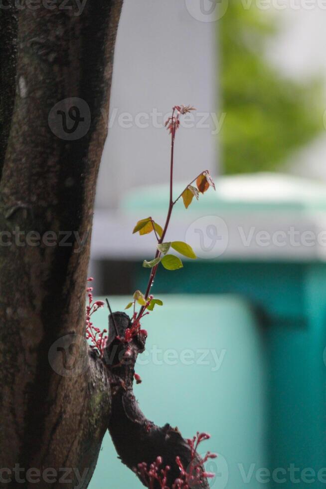 New shoots sprout next to the tree trunk photo