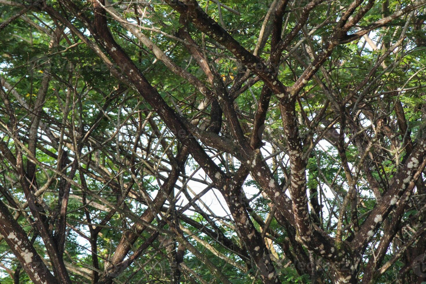 Branches and twigs of shady trees photo