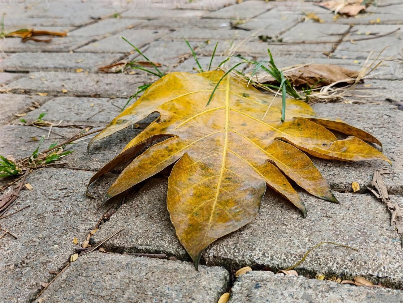 Large yellowed leaves fall on the ground photo