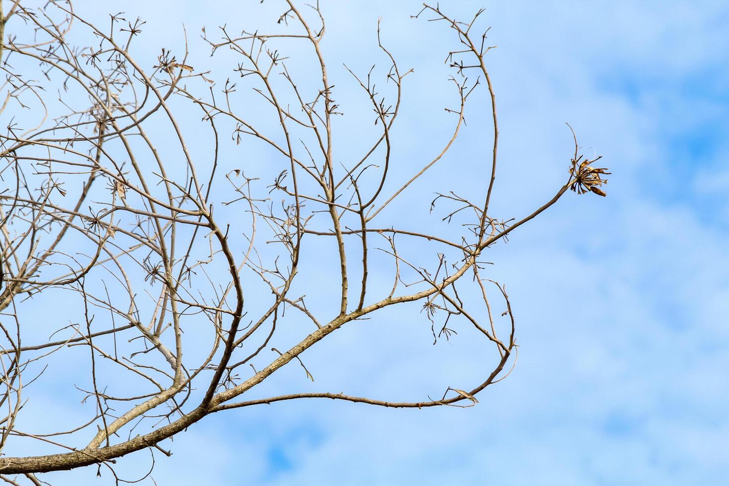 Tree branches and twigs, cloudy sky background photo