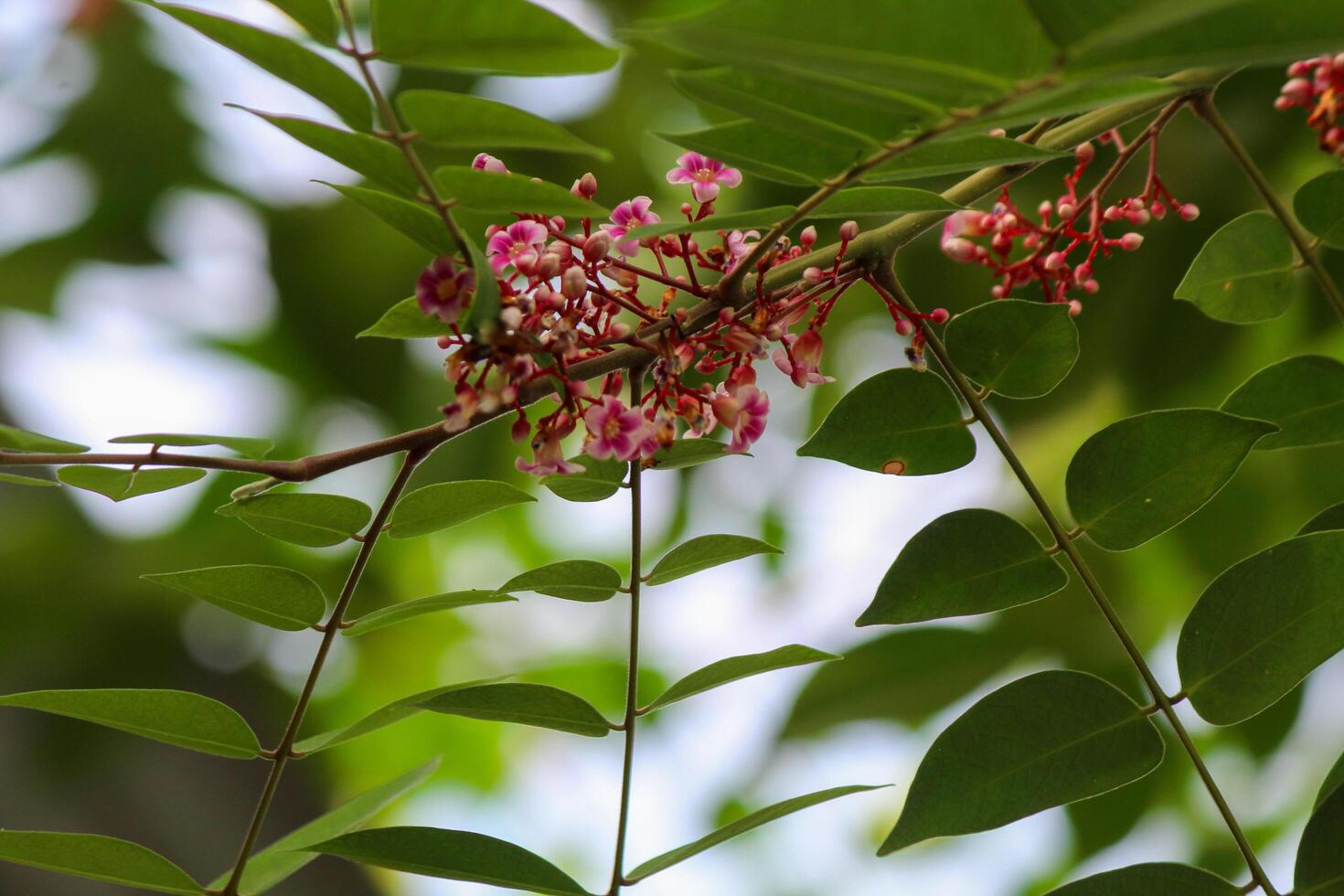 Star fruit tree flowers and leaves photo