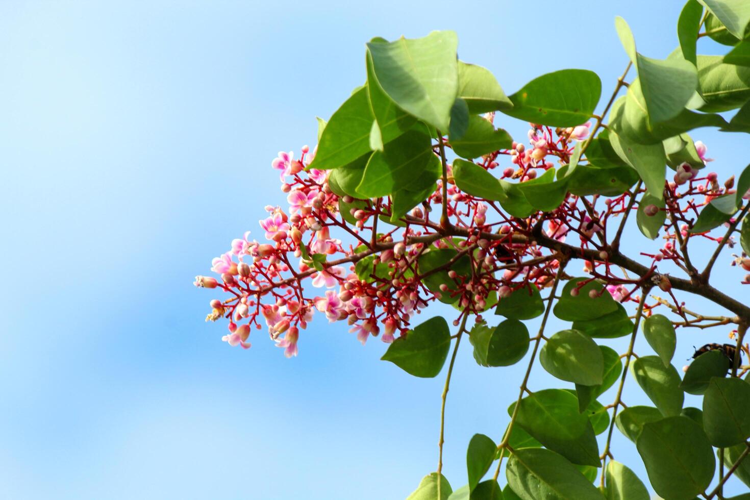 Star fruit tree flowers and leaves photo