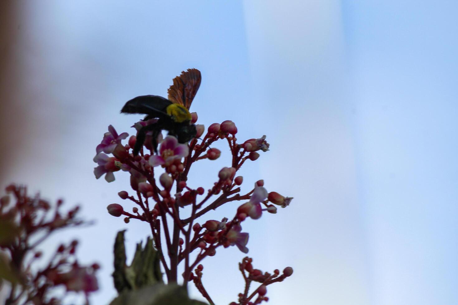 Silhouette of a beetle sucking star fruit flower honey photo