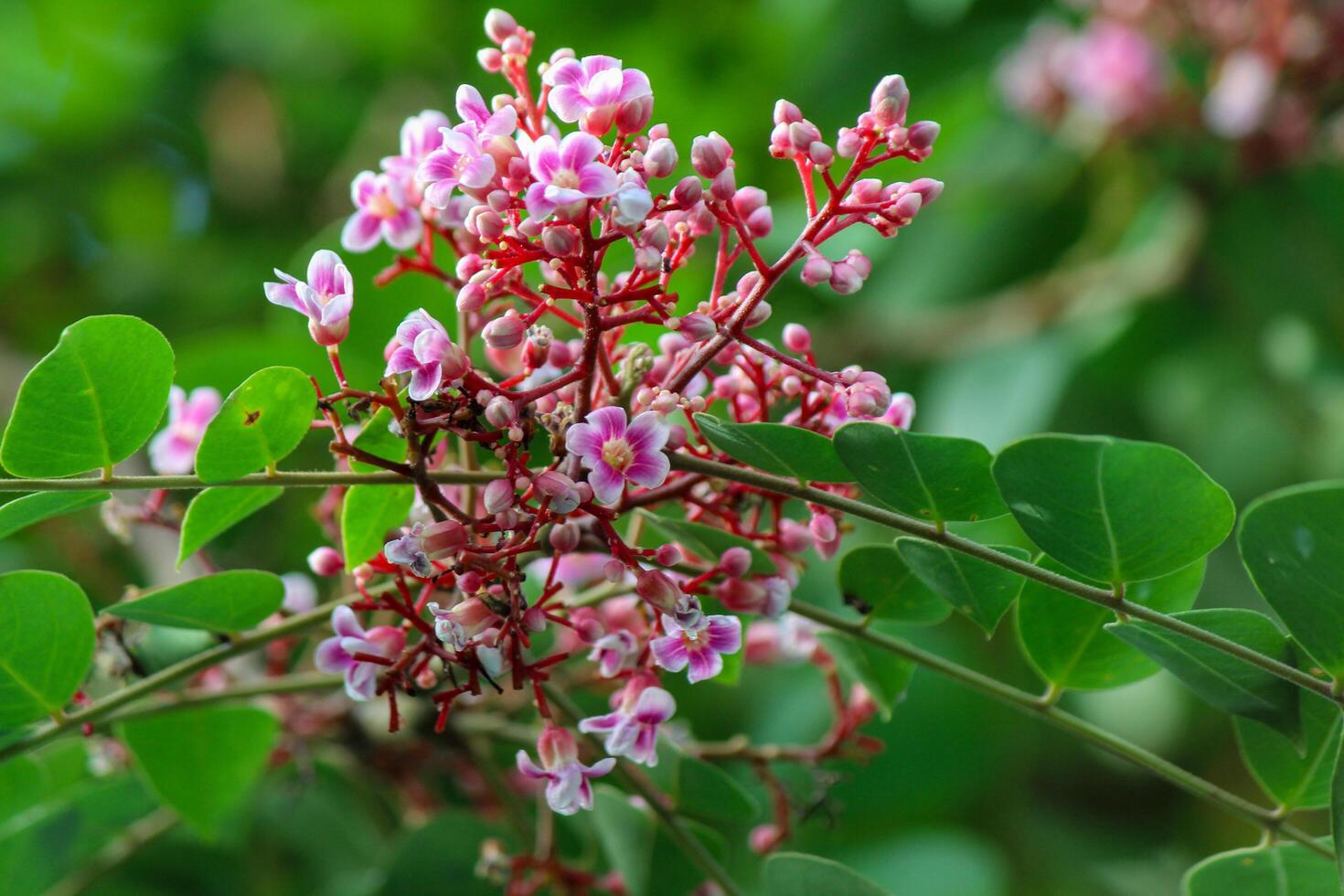 Star fruit tree flowers and leaves photo