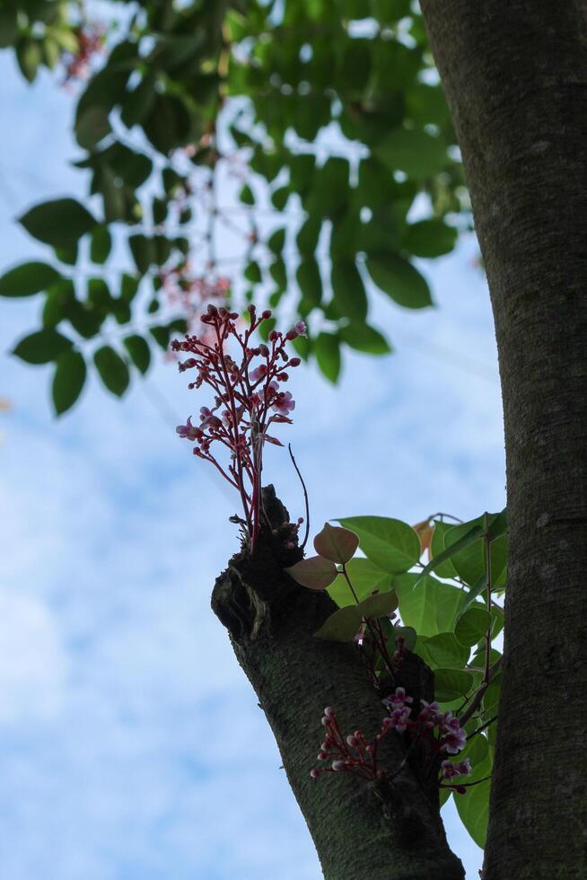 Star fruit tree flowers and leaves photo
