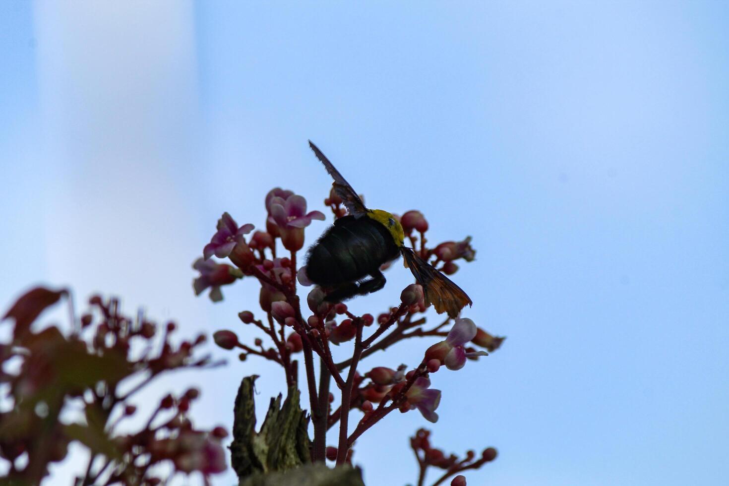Silhouette of a beetle sucking star fruit flower honey photo