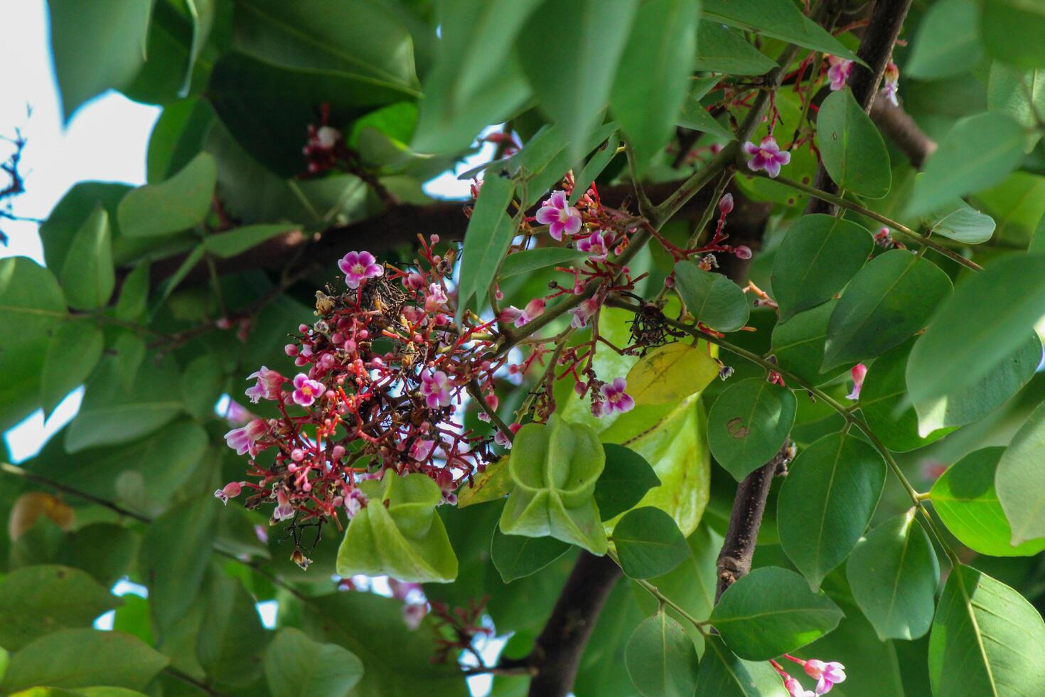 Star fruit tree flowers and leaves photo