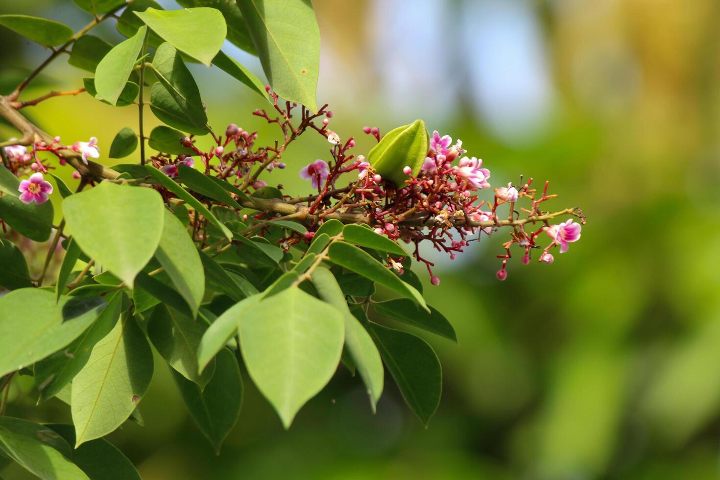 Star fruit tree flowers and leaves photo