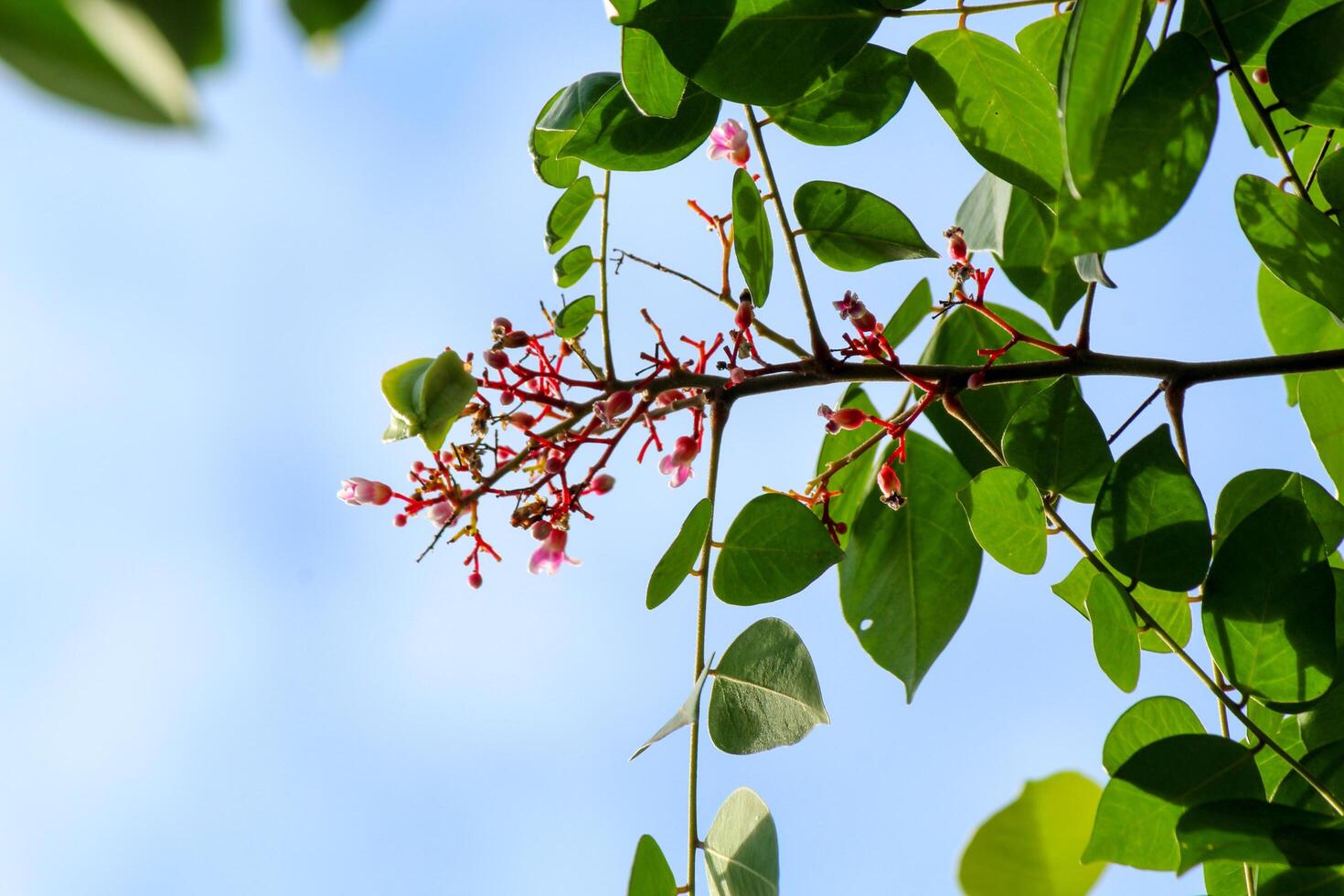 Star fruit tree flowers and leaves photo