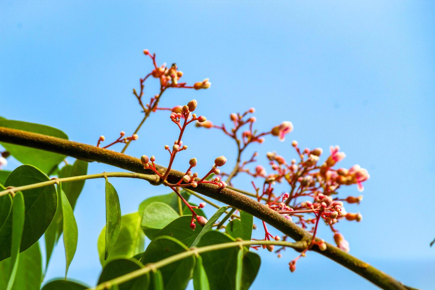 Star fruit tree flowers and leaves photo