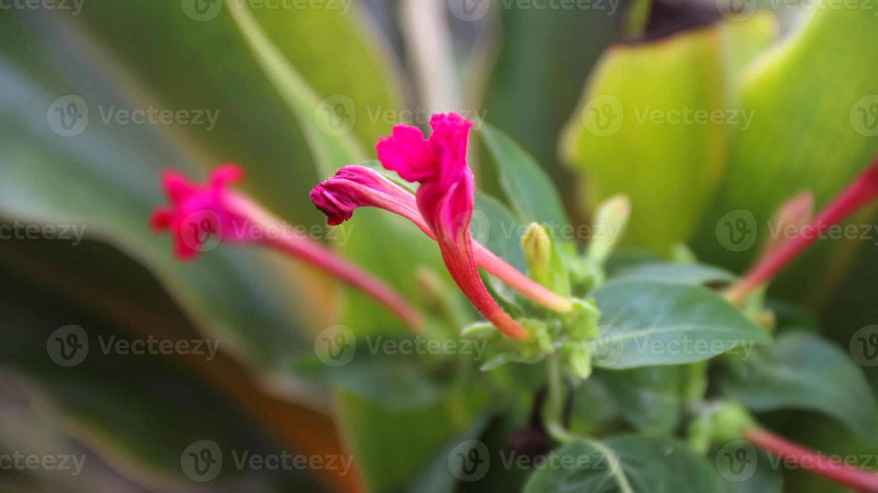 Mirabilis jalapa, the marvel of Peru or four o'clock flower, Jalapa or Xalapa, continues to bloom, evening pleasure flowers. Plant used for medical purposes. mix of colors. photo