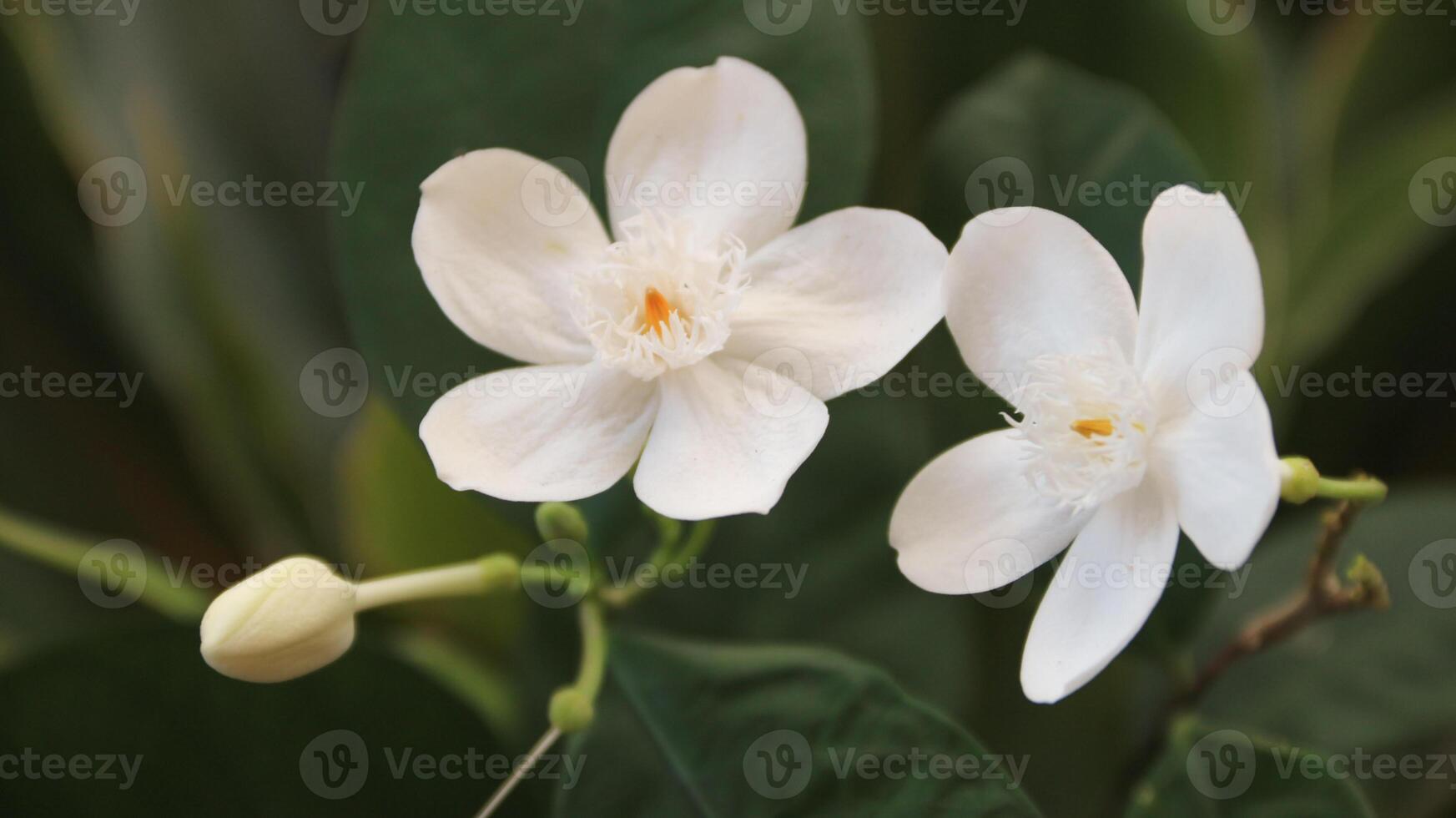 Close up Coral swirl flower ortellicherry bark of Wrightia antidysenterica, is a flowering plant in the genus Wrightia with leaf natural background in the garden. photo