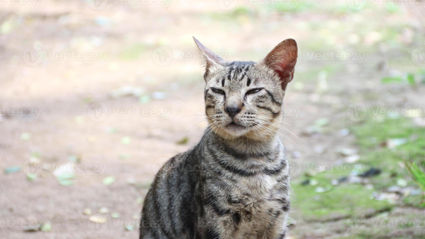 Grey Cat street Portrait face look front camera on blurred background. Focus on nearest eye photo
