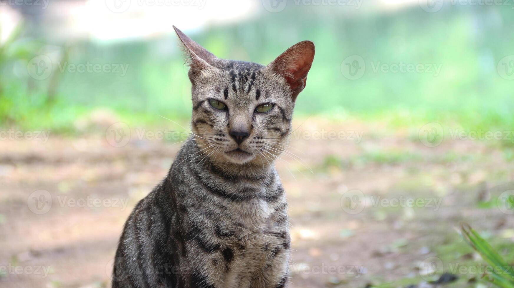 Grey Cat street Portrait face look front camera on blurred background. Focus on nearest eye photo