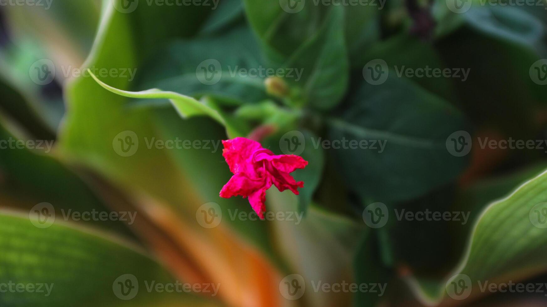 Mirabilis jalapa, the marvel of Peru or four o'clock flower, Jalapa or Xalapa, continues to bloom, evening pleasure flowers. Plant used for medical purposes. mix of colors. photo