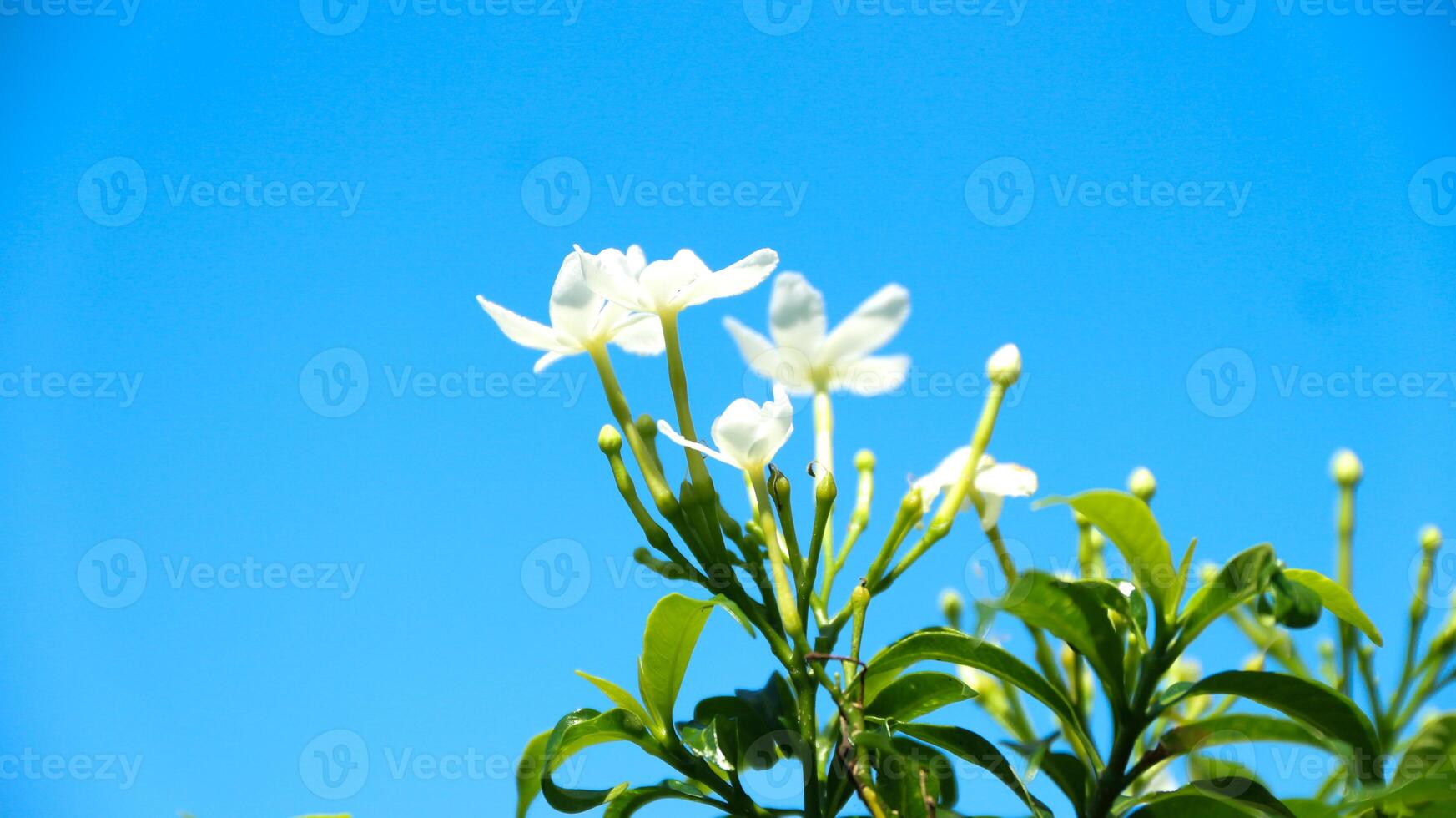 Close up Coral swirl flower ortellicherry bark of Wrightia antidysenterica, is a flowering plant in the genus Wrightia with leaf natural background in the garden. photo