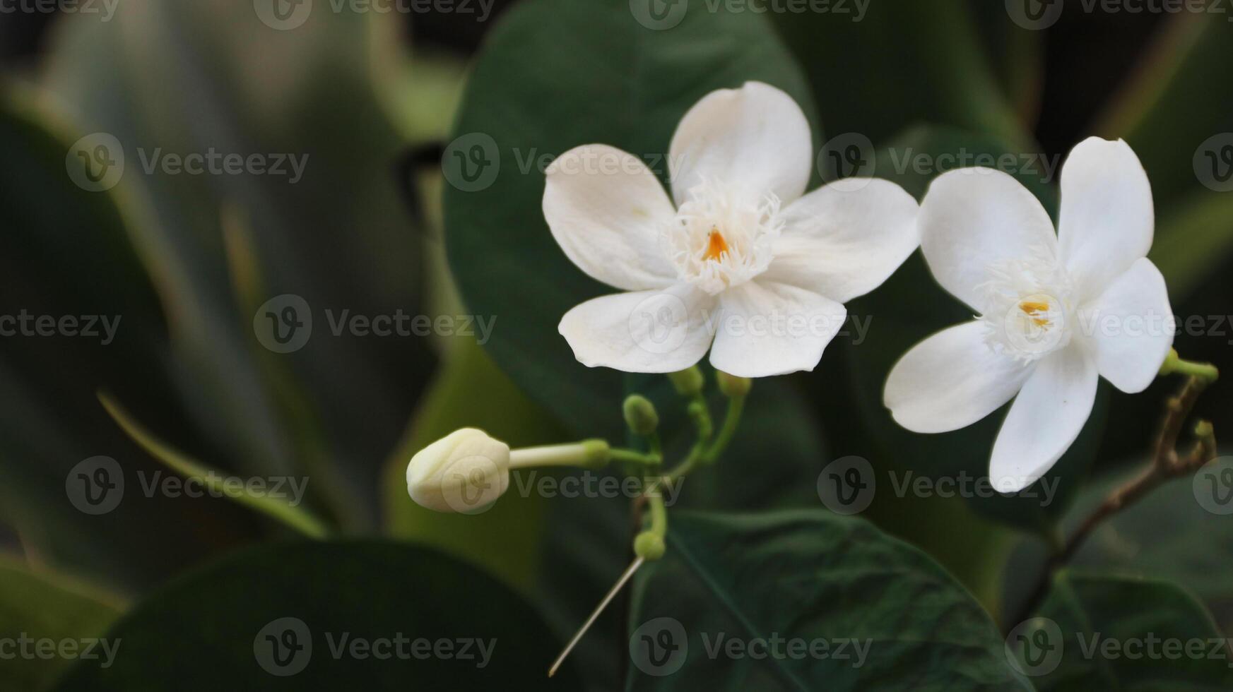 Close up Coral swirl flower ortellicherry bark of Wrightia antidysenterica, is a flowering plant in the genus Wrightia with leaf natural background in the garden. photo