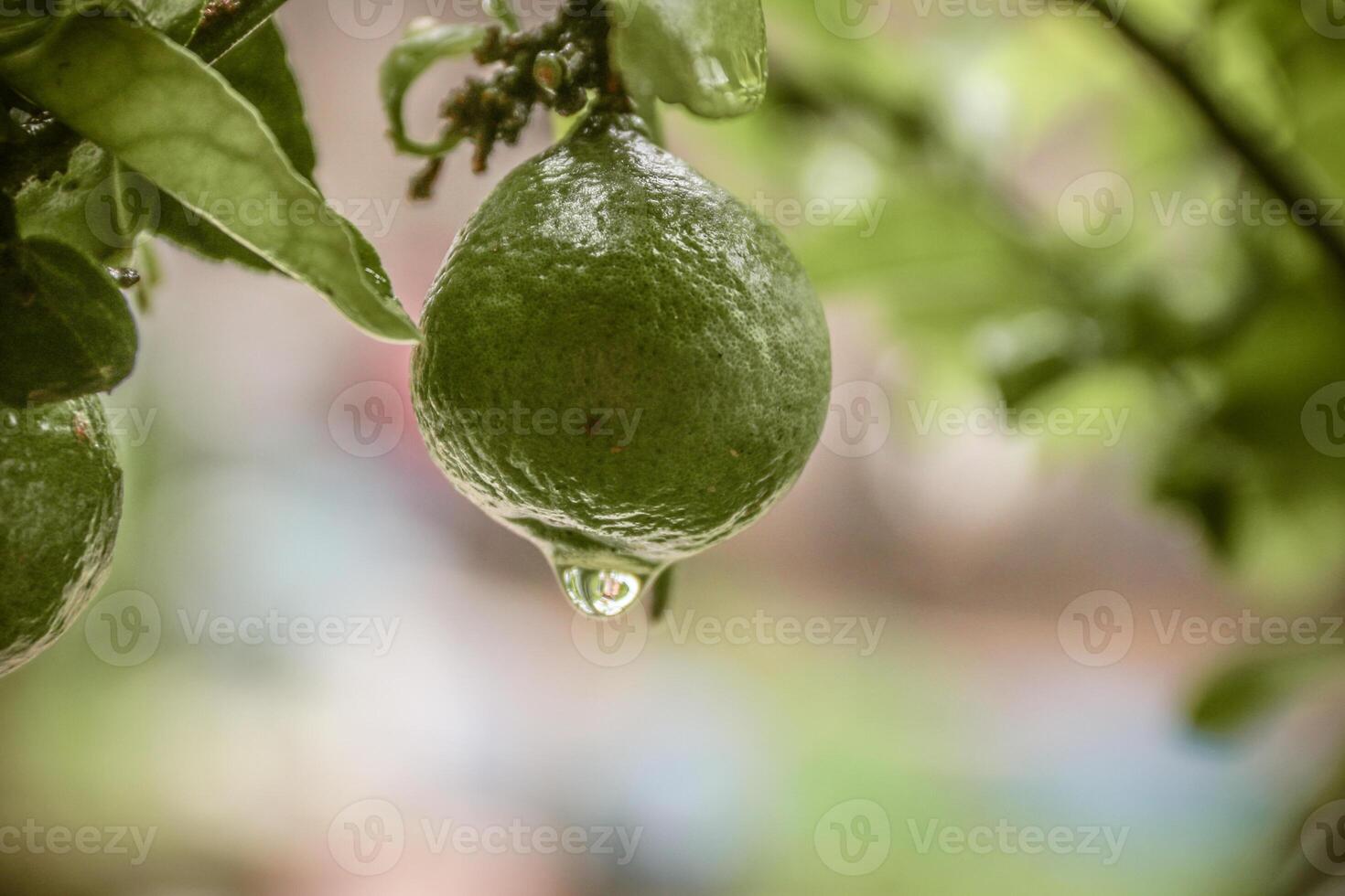Citrus hystrix Small tree Brown bark with spines pointed to the branches of the petiole leaves with a single leaf, white flowers, green flowers are blossoming and soft. photo