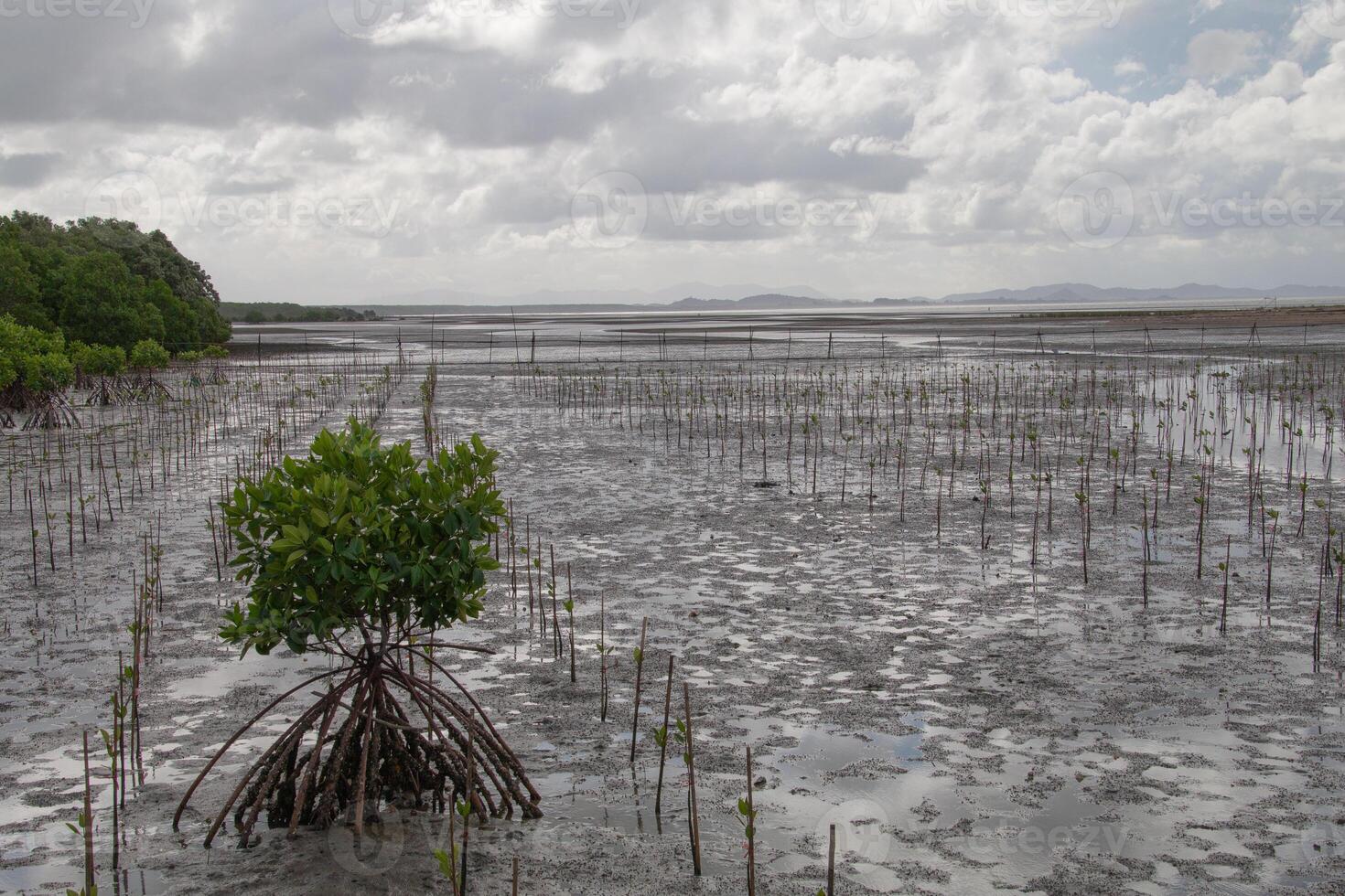 New mangrove trees are planted in the area for conservation photo