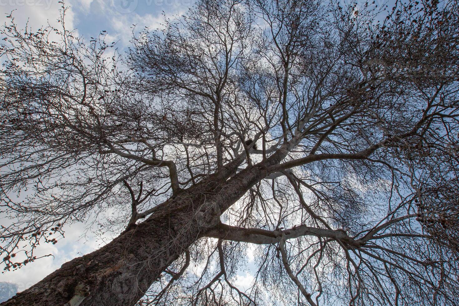 A tall tree with large branches. The bark has a rough surface. Take photos at a low angle