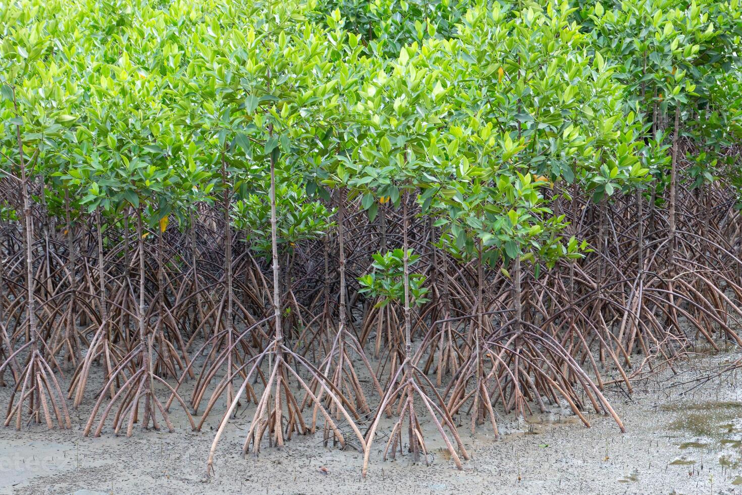 Many mangrove trees have many roots photo