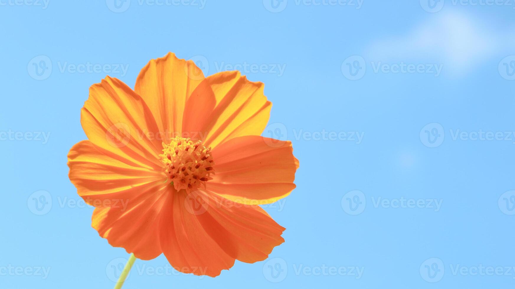 Cosmos caudatus Kunth or king's salad is an annual plant in the genus Cosmos photo