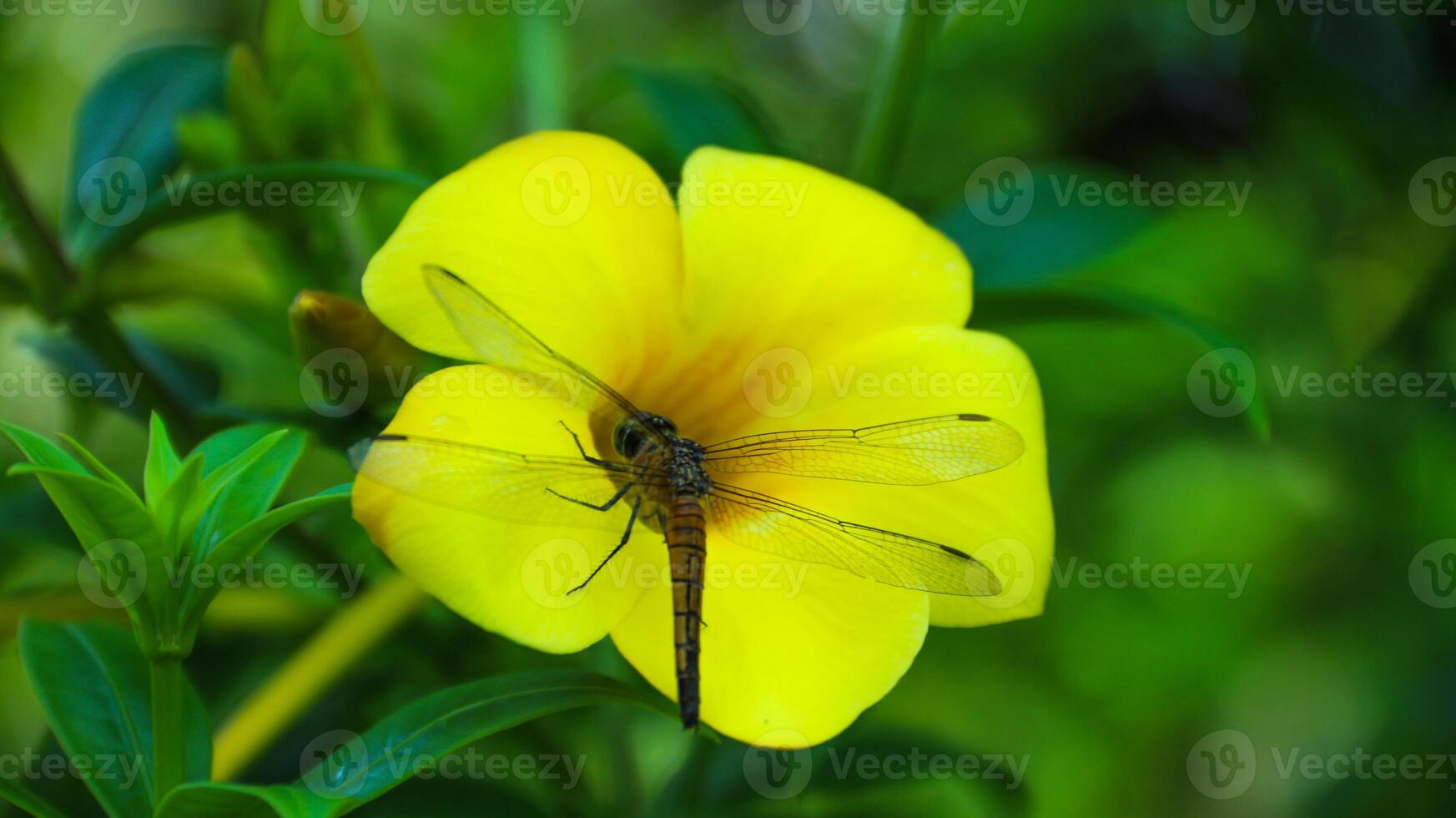 Golden bell flower, golden trumpet flower, buttercup flower or Allamanda cathartica flower. photo