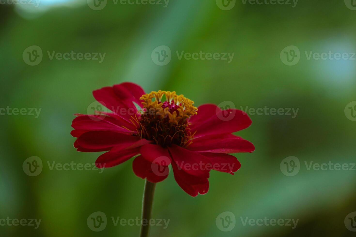 Zinnia Peruviana or Wild Zinnia Plant or Zinnia Peruviana, Member of the Asteraceae Family photo