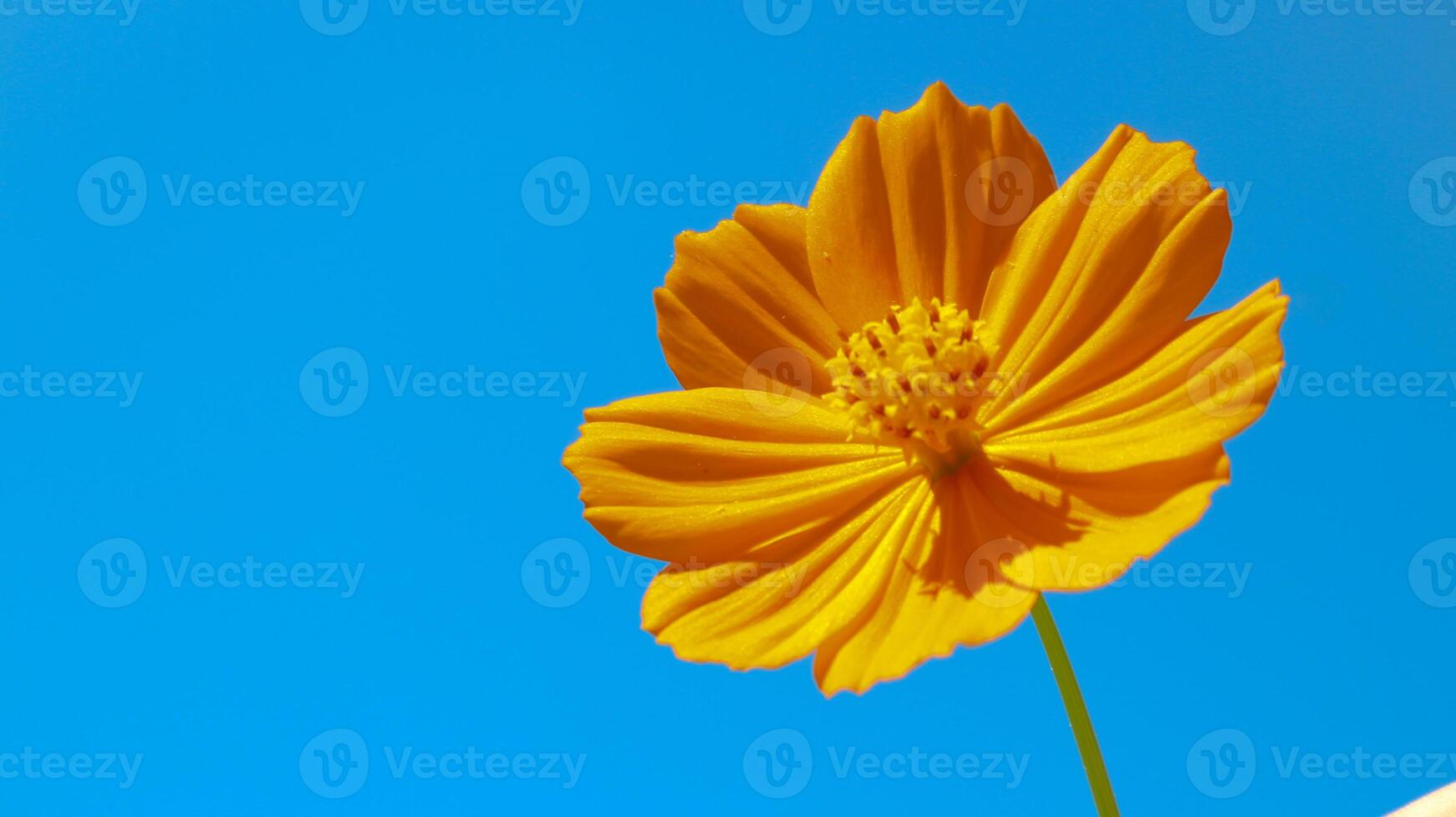 Cosmos caudatus Kunth or king's salad is an annual plant in the genus Cosmos photo