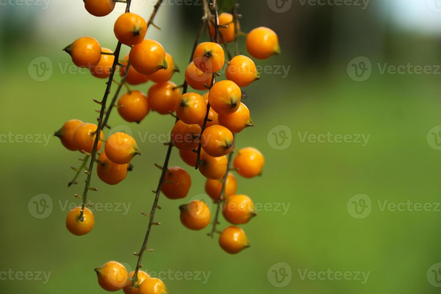 golden dewdrop or Pigeon Berry, Duranta erecta, mavaetangi photo