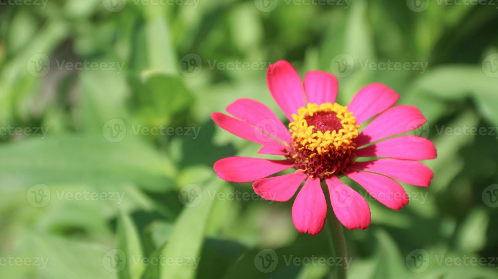 Zinnia Peruviana or Wild Zinnia Plant Zinnia Peruviana, Member of the Asteraceae Family photo