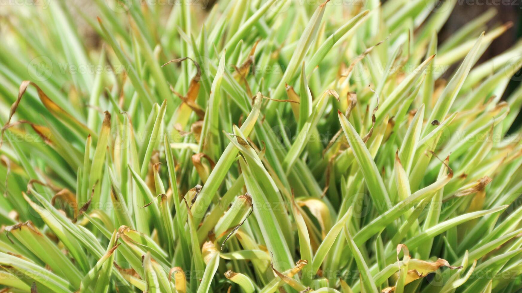 Carex Morrowii boot, also known as Japanese Variegated Sedge Grass and Carex Ice Dance, is an evergreen sedge with sharp, long, green photo