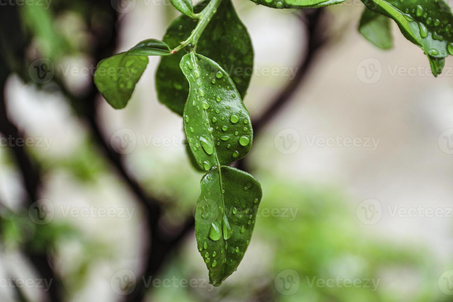 Citrus hystrix Small tree Brown bark with spines pointed to the branches of the petiole leaves with a single leaf, white flowers, green flowers are blossoming and soft. photo