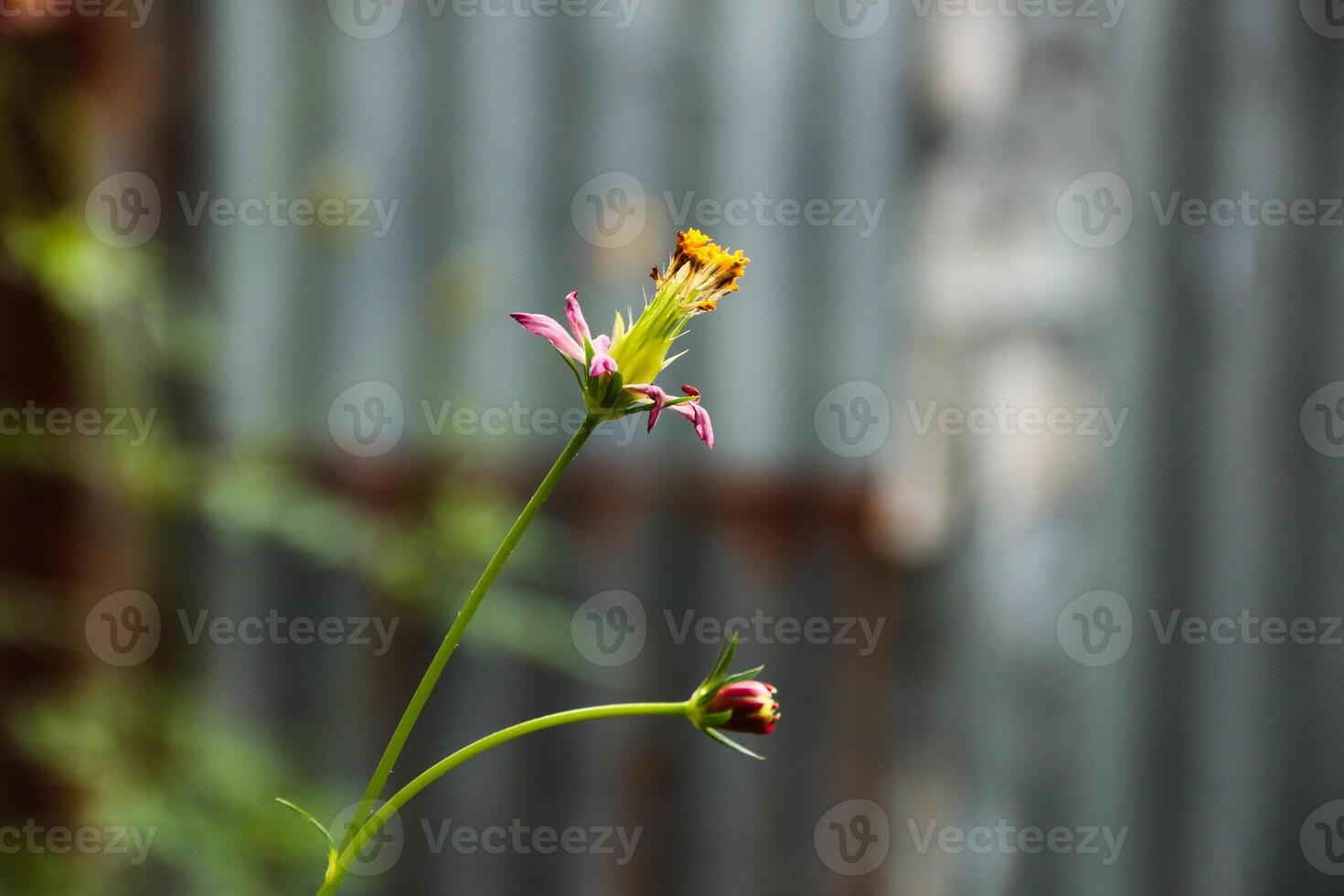 Wild Cosmos caudatus. Cosmos caudatus or king's salad is an annual plant in the genus Cosmos, bearing purple, pink, or white ray florets. photo