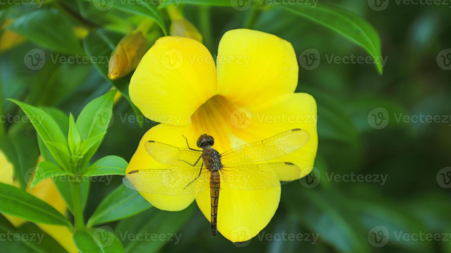 Golden bell flower, golden trumpet flower, buttercup flower or Allamanda cathartica flower. photo