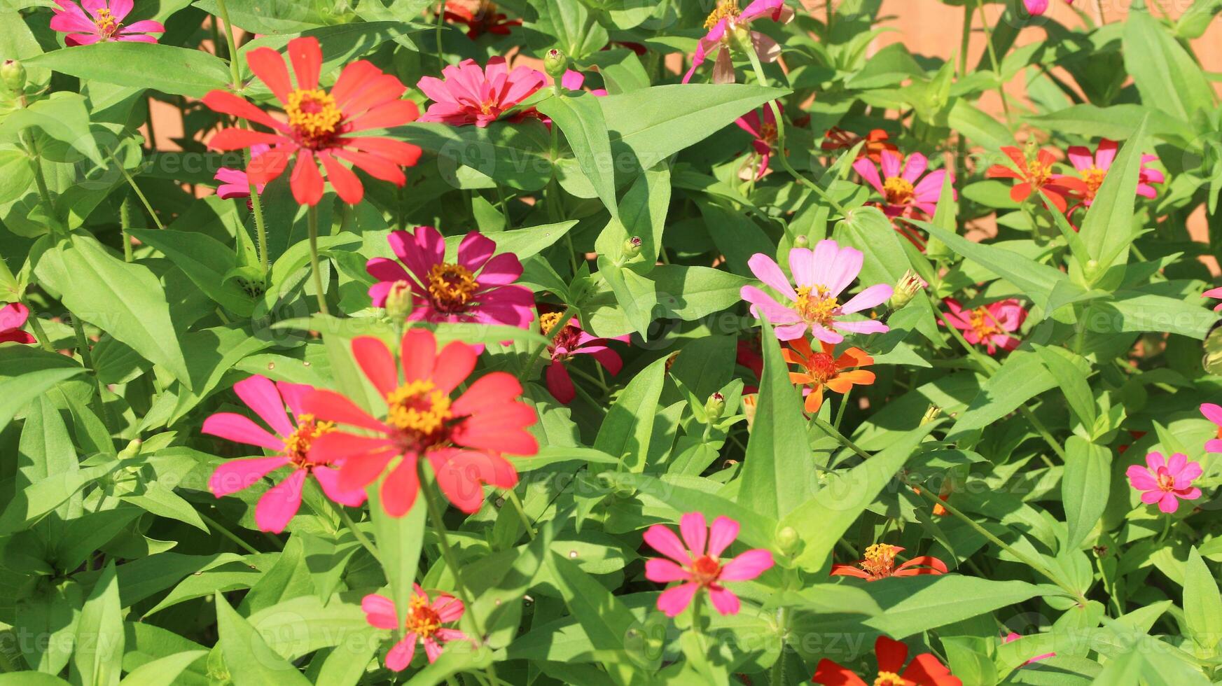 Zinnia Peruviana or Wild Zinnia Plant Zinnia Peruviana, Member of the Asteraceae Family photo
