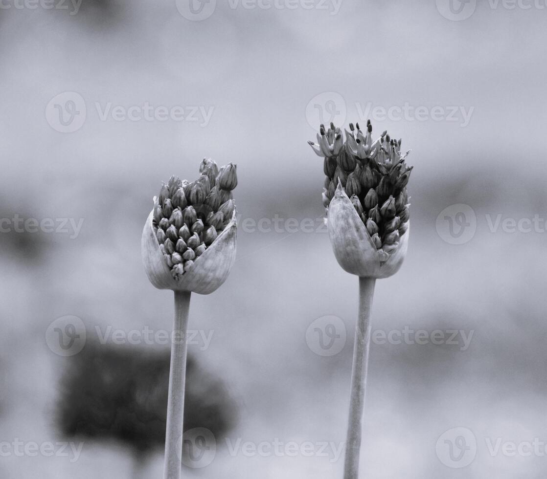 It's a black and white picture of a Flower, bud of allium flower or decorative garlic on green background. photo