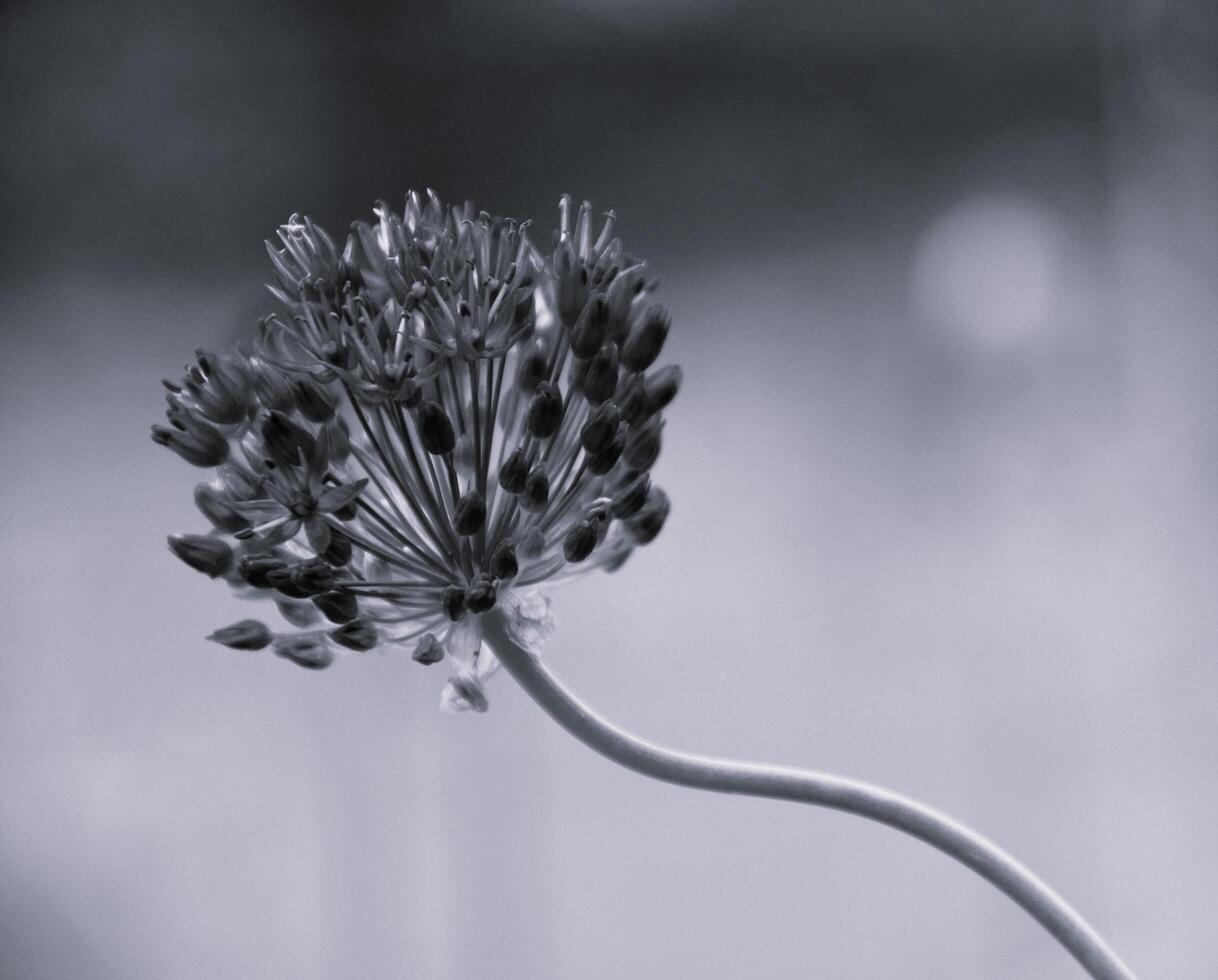 It's a black and white picture of a Flower. Allium stipitatum. Summer bloom on natural background. Flowering plant blossom Being in garden. photo