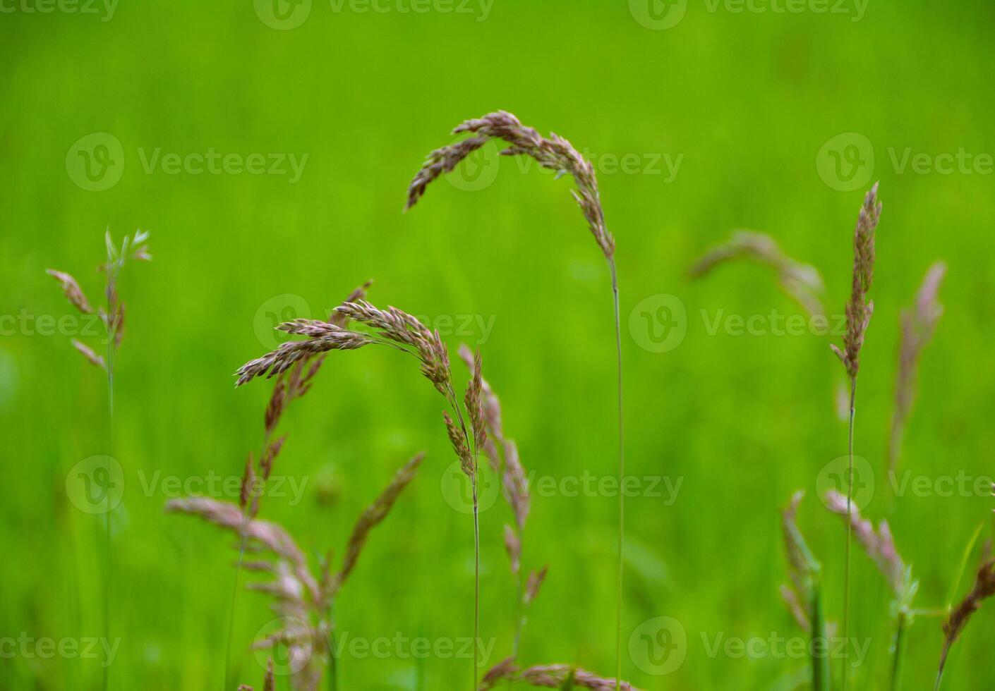 Blurred close-up flower of grass in the middle of a meadow against a background of Green. photo