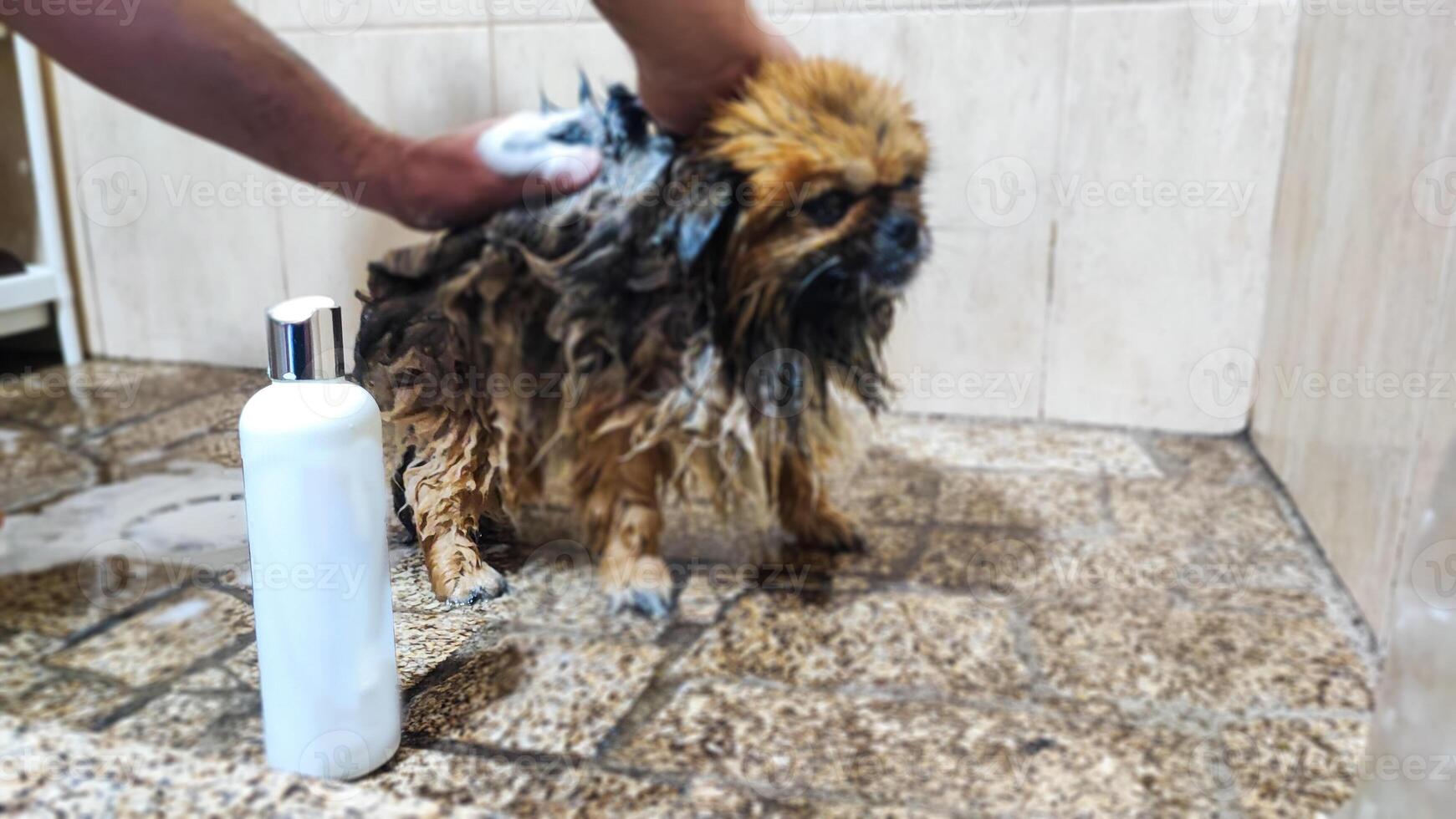 Close-up of a small dog being washed against the background of a shampoo bottle mockup. Pet grooming and detergent advertising. photo