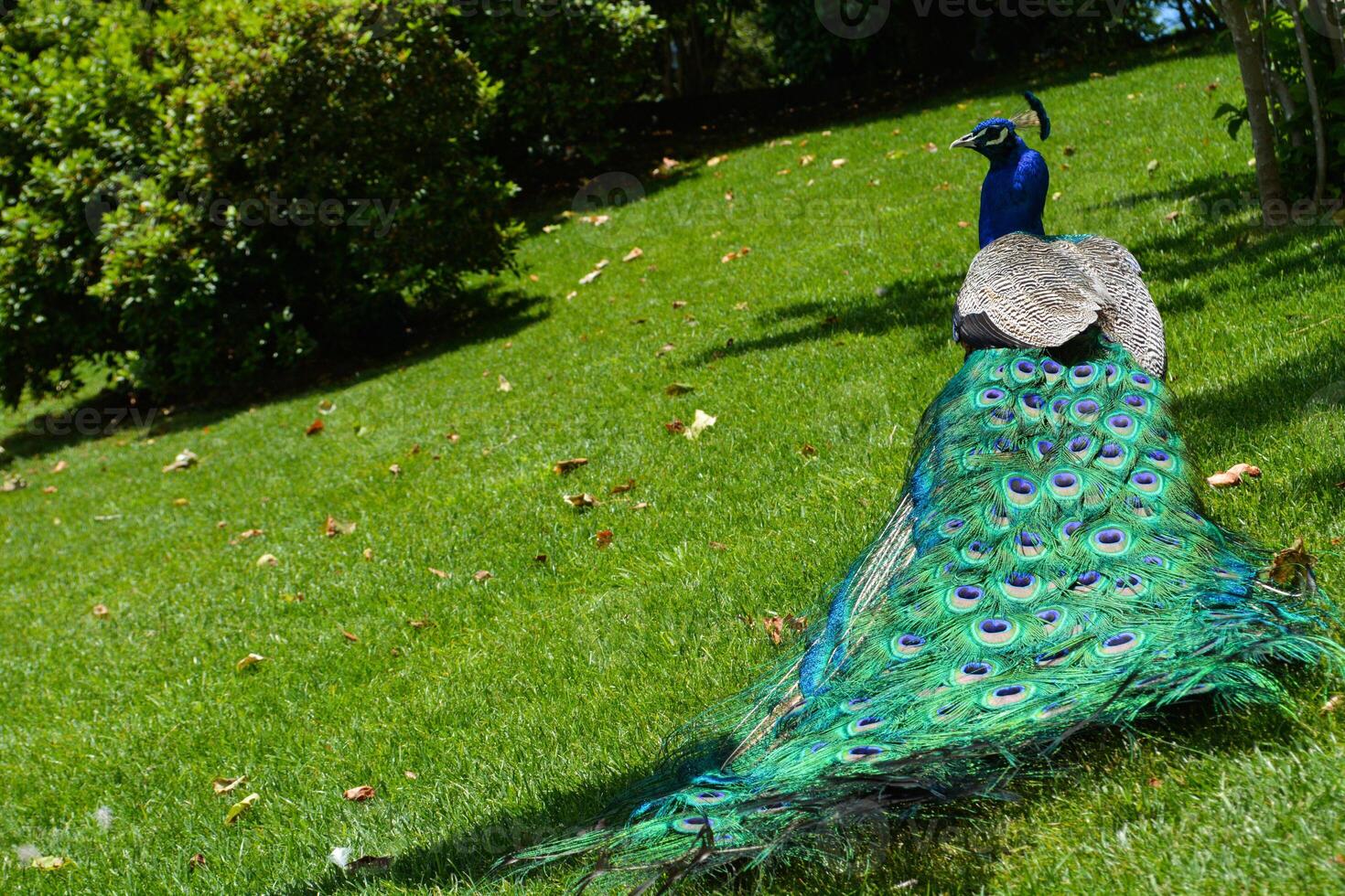 Peacock bird on nature in the park. A beautiful peacock with a long tail walks through the park on green grass on a sunny day in a park in the city of Porto, Portugal photo