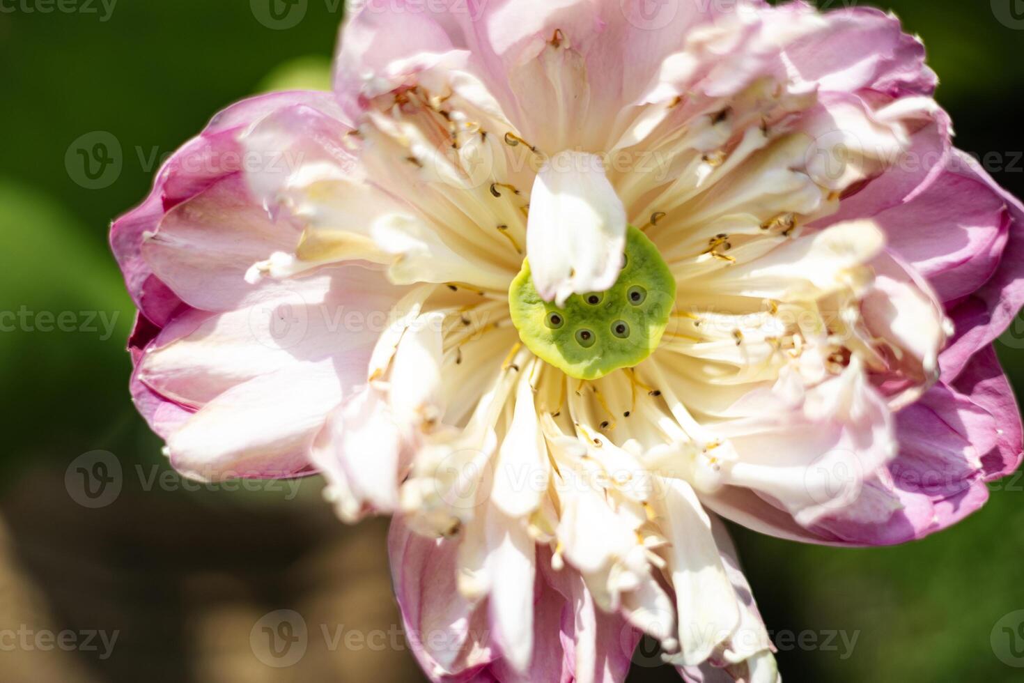 Blooming Pink Lotus Flower photo