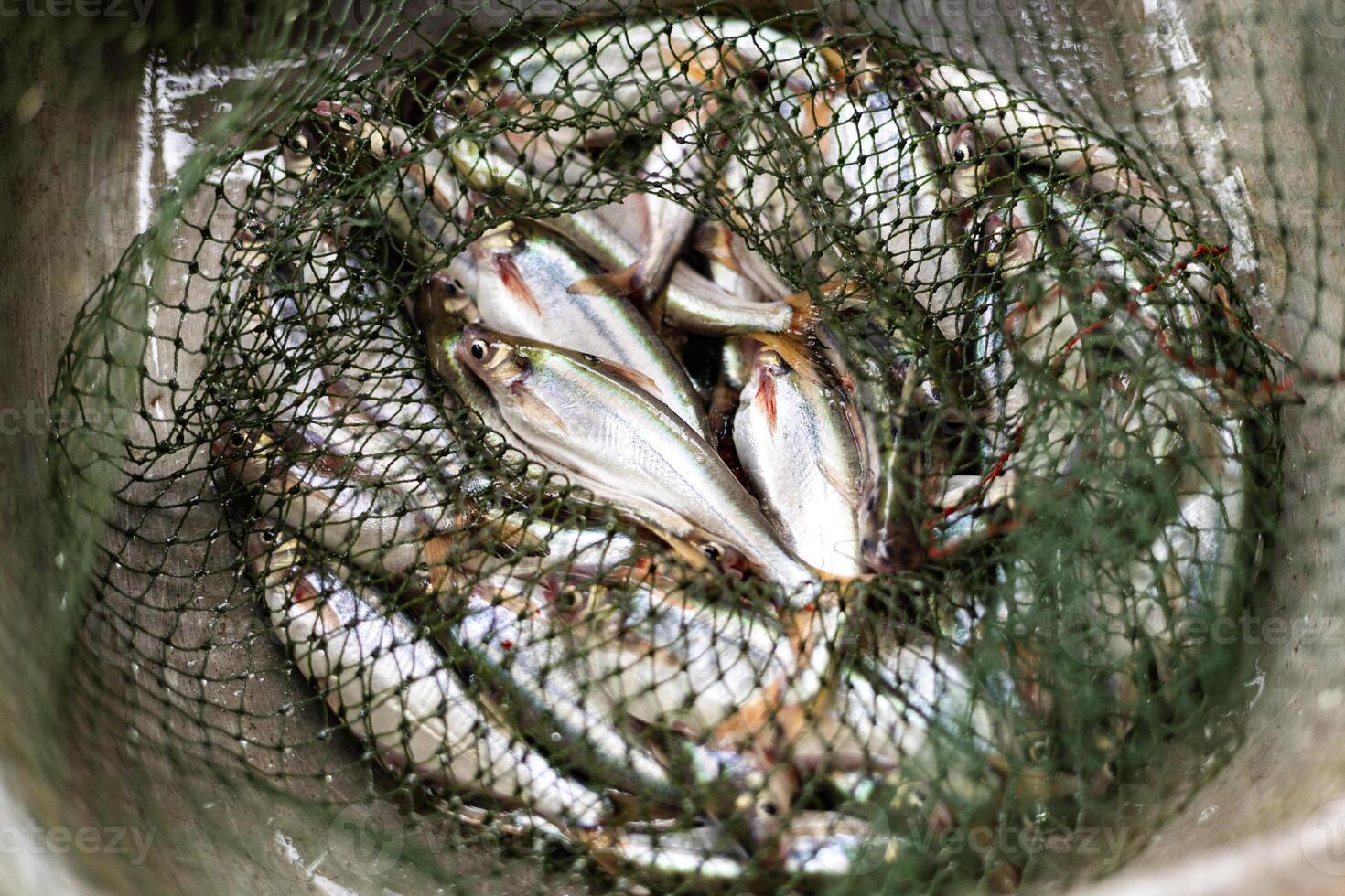Many Fish In A Fish Net photo